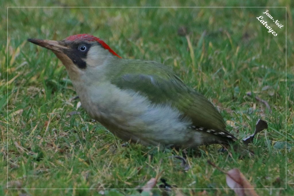 Pic vert femelle adulte au sol - Picus viridis - Filain (Haute-Saône) - janvier 2022 - Photographie Jean-Noël Latroyes - www.filain-nature.fr