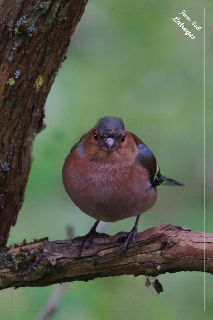 Pinson des arbres mâle posé sur une branche Fringilla coelebs Filain Haute-Saône Photographie Jean-Noël Latroyes www.filain-nature.fr
