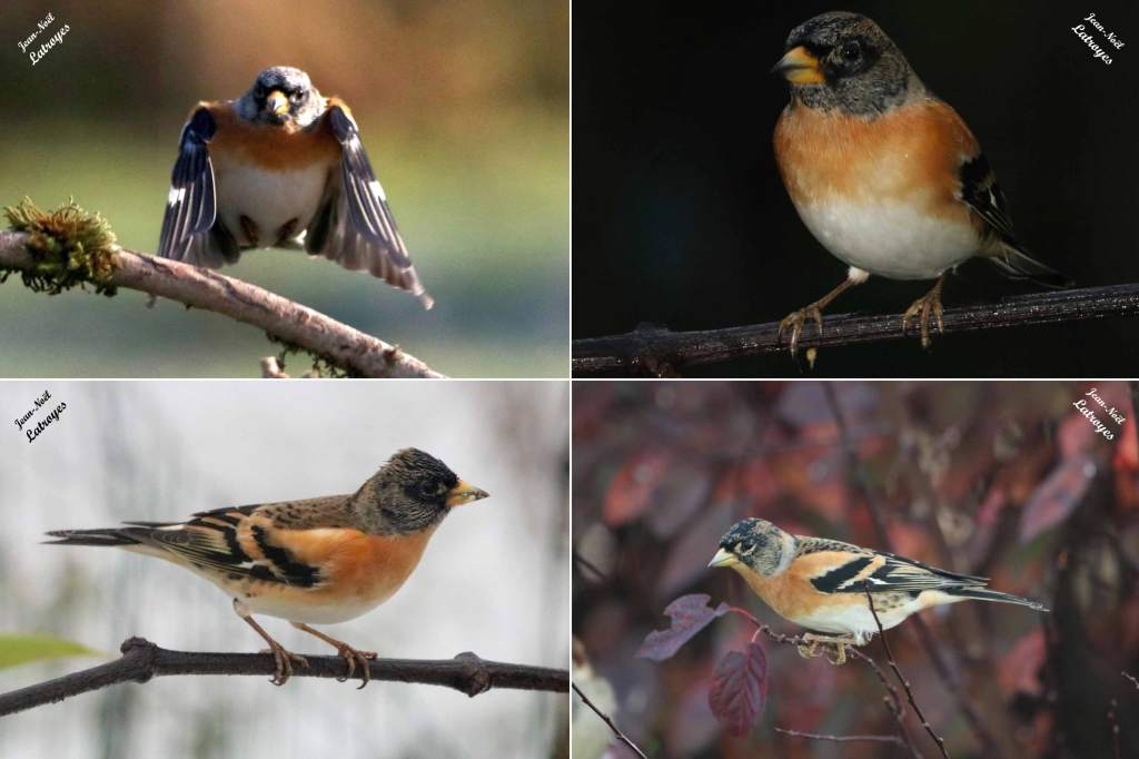 Pinson du nord - Fringilla montifringilla - Filain (Haute-Saône) - février 2022 - Photographie Jean-Noël Latroyes - www.filain-nature.fr