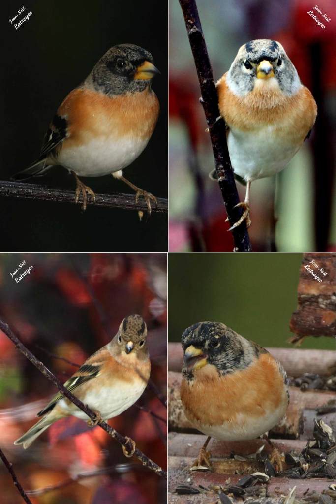 Pinson du nord - Fringilla montifringilla - Filain (Haute-Saône) - février 2022 - Photographie Jean-Noël Latroyes - www.filain-nature.fr