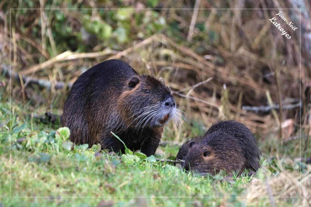 Ragondin Myocastor coypus Filain Haute-Saône photographie Jean-Noël Latroyes www.filain-nature.fr