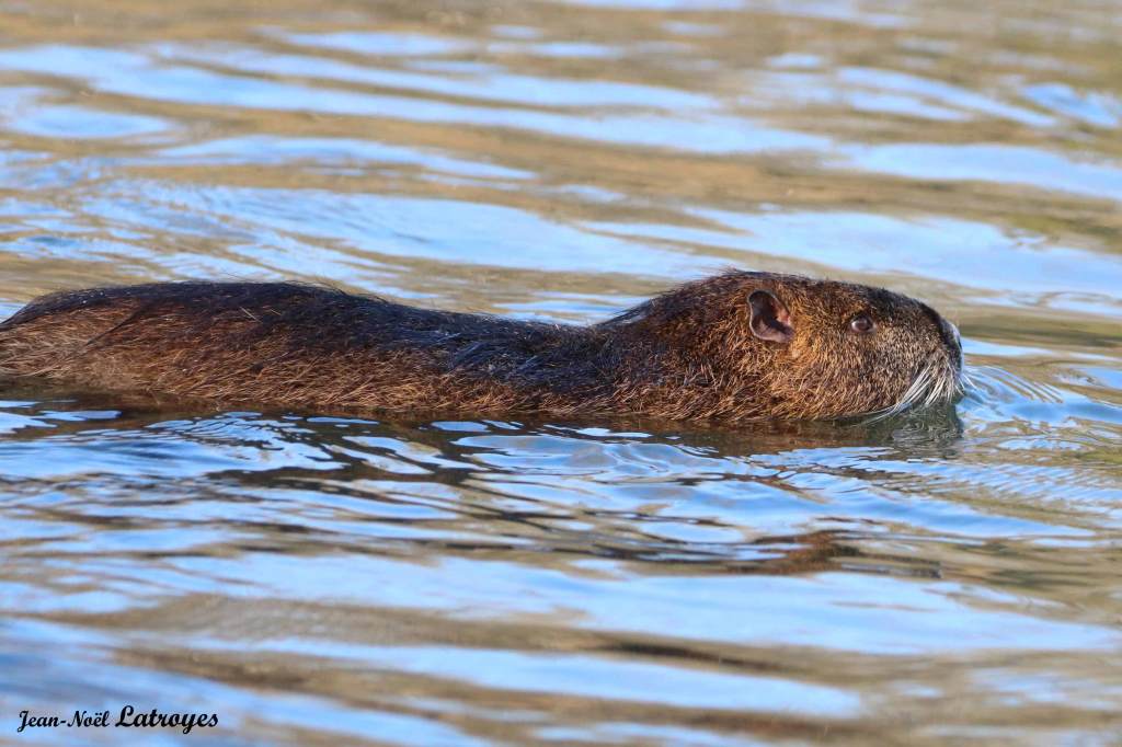 Ragondin Myocastor coypus Montbozon Haute-Saône photographie Jean-Noël Latroyes www.filain-nature.fr