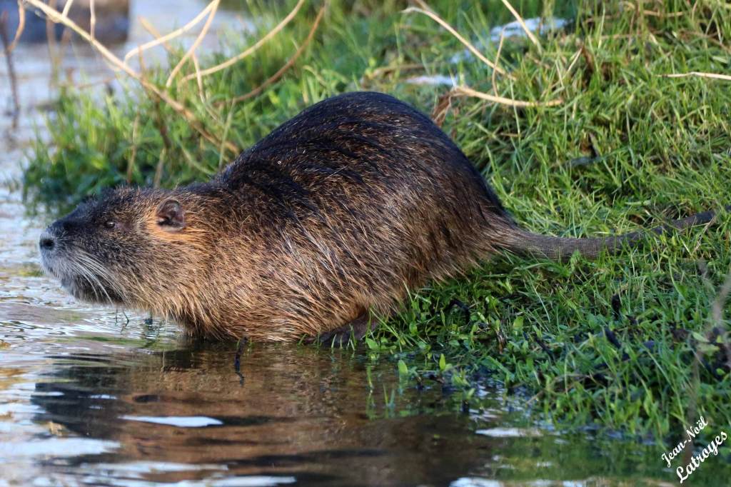 Ragondin Myocastor coypus Montbozon Haute-Saône photographie Jean-Noël Latroyes www.filain-nature.fr
