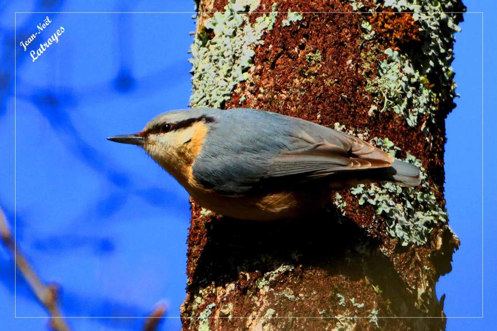 Sittelle torchepot -  Sitta europaea - Filain (Haute-Saône) - juin 2022 - Photographie Jean-Noël Latroyes - www.filain-nature.fr