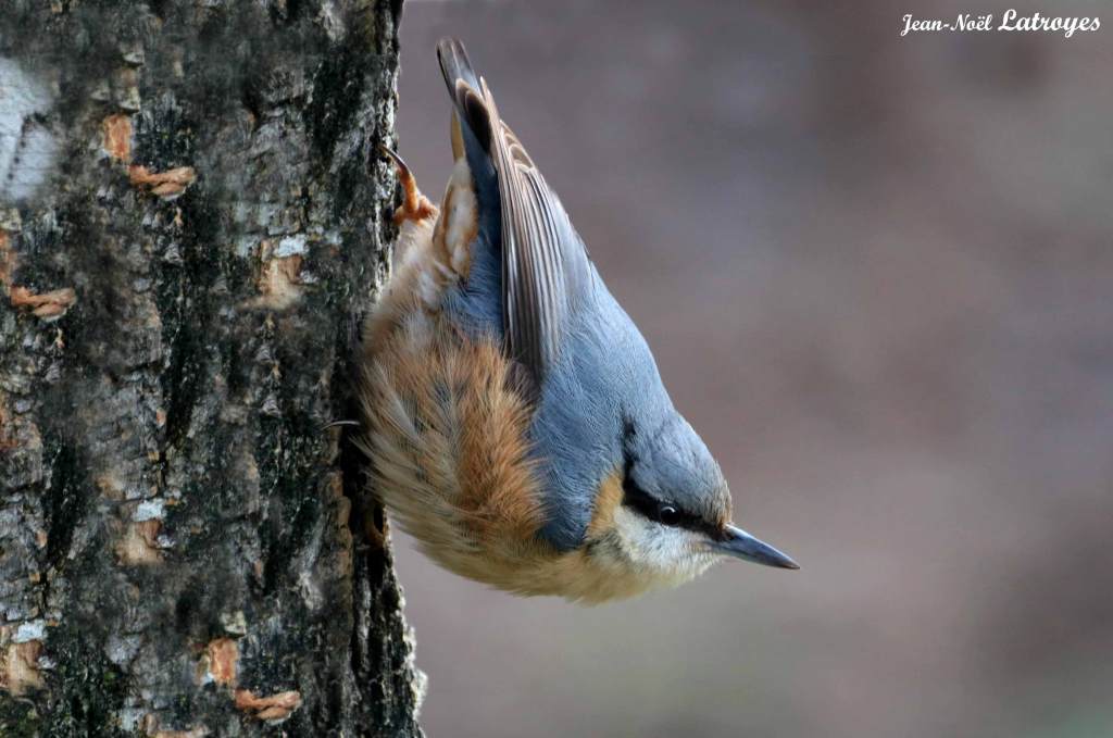 Sittelle torchepot - Sitta europaea - Filain (Haute-Saône) - janvier 2022 - Photographie Jean-Noël Latroyes