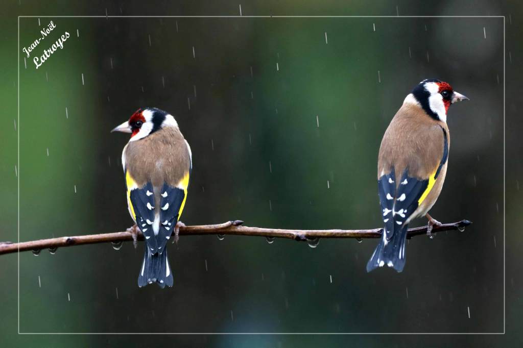 Chardonnerets élégants sous la pluie - Carduelis carduelis - Filain (Haute-Saône) - février 2022 - Photographie Jean-Noël Latroyes - www.filain-nature.fr