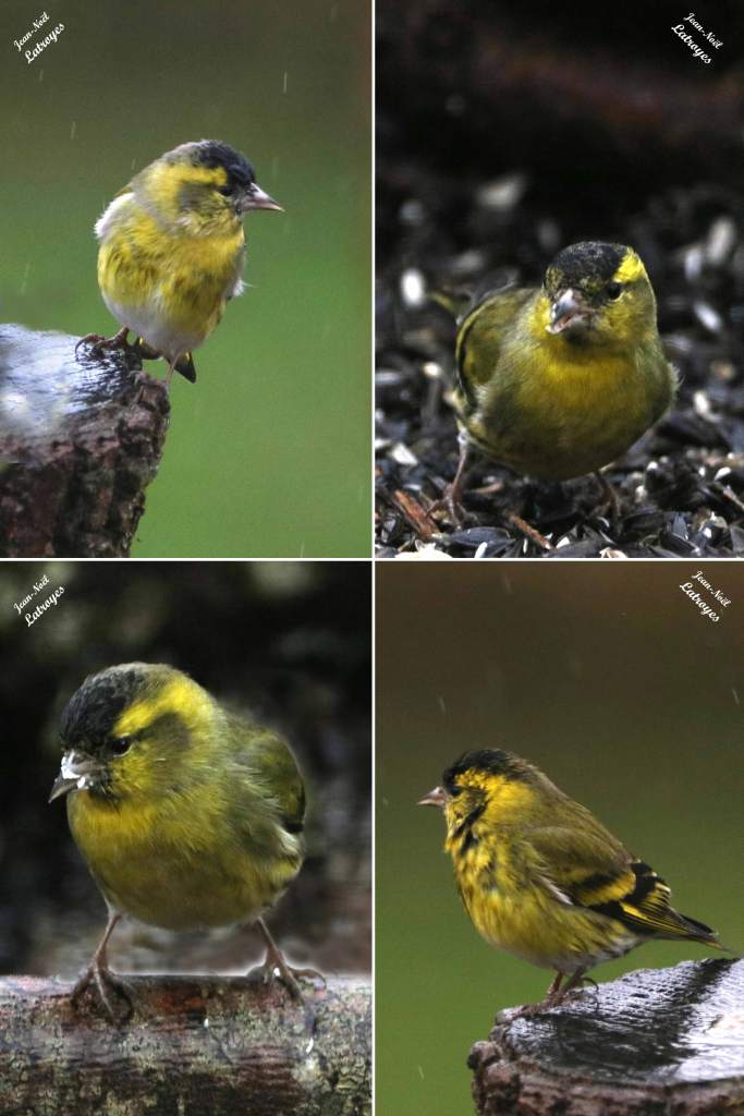 Tarin-des-aulnes mâle Carduelis spinus Filain Haute-Saône Photographie Jean-Noël Latroyes www.filain-nature.fr