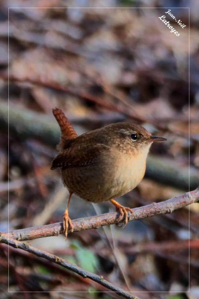 Troglodyte mignon (Troglodytes troglodytes) - Filain (Haute-Saône) - janvier 2022 - Photographie Jean-Noël Latroyes - www.filain-nature.fr