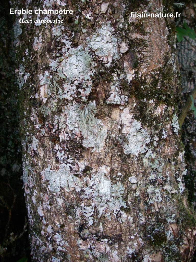 Tronc d'Érable champêtre - Acer campestre Linné - Filain (Haute-Saône) - Photographie Jean-Noël Latroyes www.filain-nature.fr