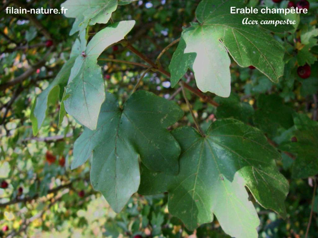 Feuillage d'Érable champêtre - Acer campestre Linné - Filain (Haute-Saône) - Photographie Jean-Noël Latroyes www.filain-nature.fr