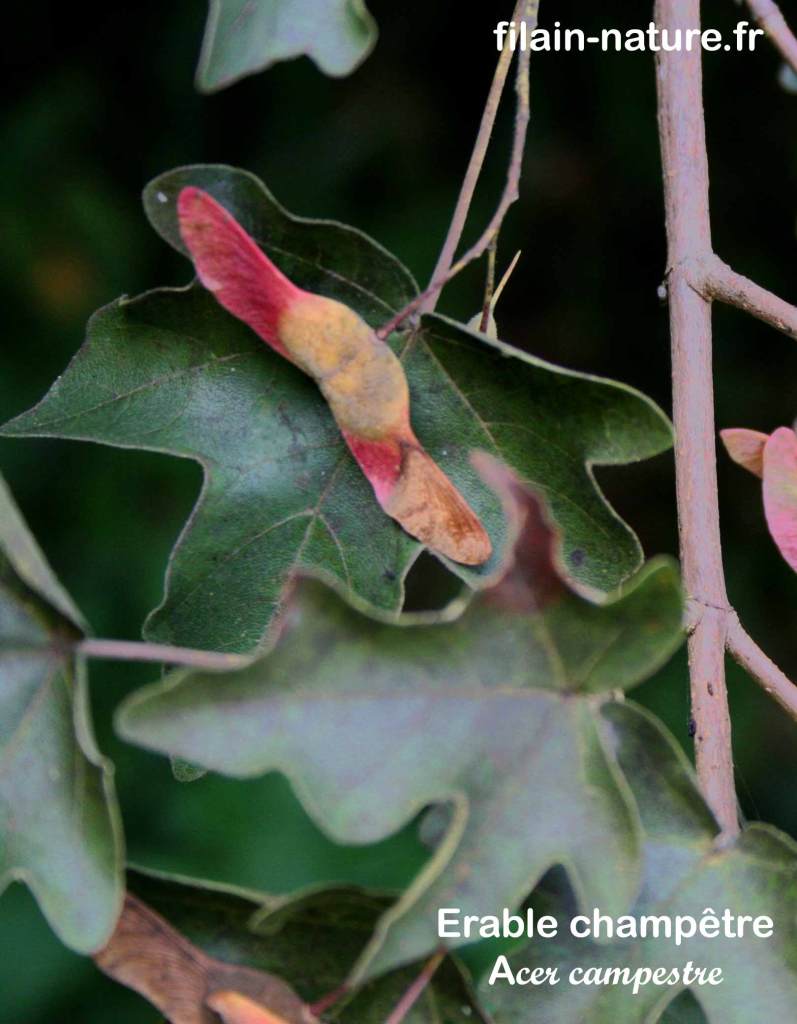 Fruit d'Érable champêtre - Acer campestre Linné - Filain (Haute-Saône) - Photographie Jean-Noël Latroyes www.filain-nature.fr