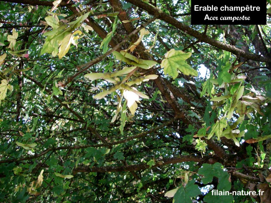 Érable champêtre - Acer campestre Linné - Filain (Haute-Saône) - Photographie Jean-Noël Latroyes www.filain-nature.fr