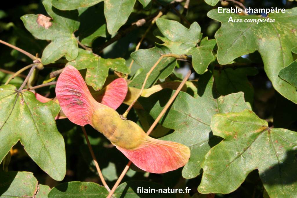 Fruit d'Érable champêtre - Acer campestre Linné - Filain (Haute-Saône) - Photographie Jean-Noël Latroyes www.filain-nature.fr