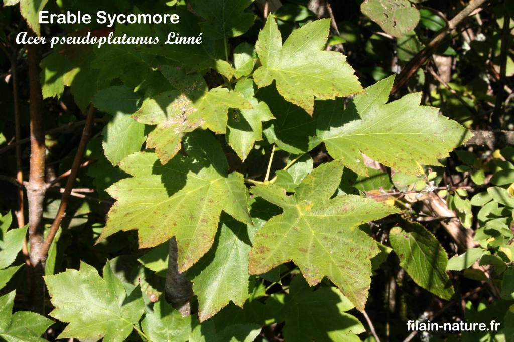 Feuillage d'Érable sycomore - Acer pseudoplatanus Linné - Forêt de Filain (Haute-Saône) - Photographie Jean-Noël Latroyes  www.filain-nature.fr