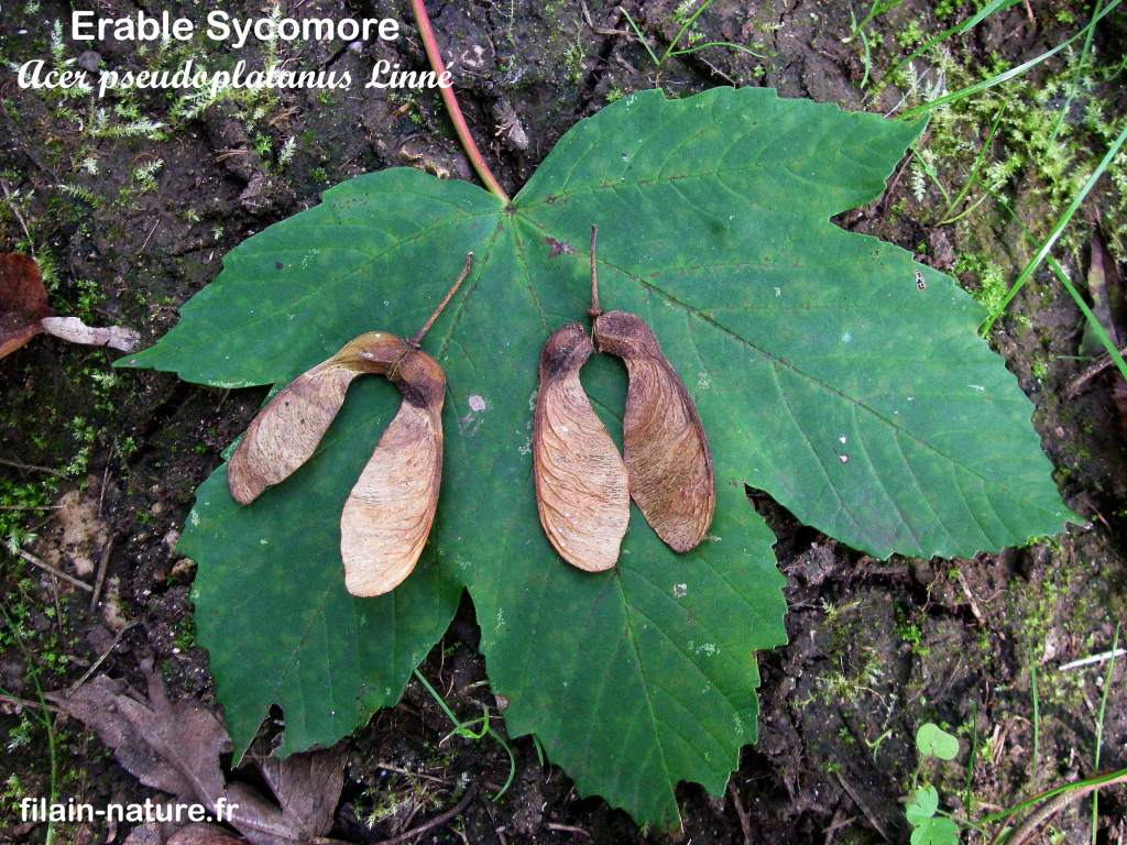 Feuille et fruits d'Érable sycomore - Acer pseudoplatanus Linné - Forêt de Filain (Haute-Saône) - Photographie Jean-Noël Latroyes  www.filain-nature.fr