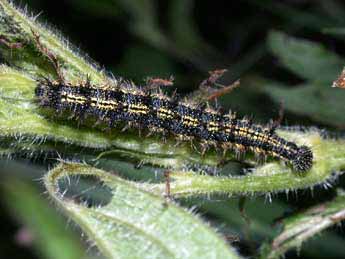 Chenille de La petite tortue - Aglais urticae - Filain (Haute-Saône) - Juin 2021