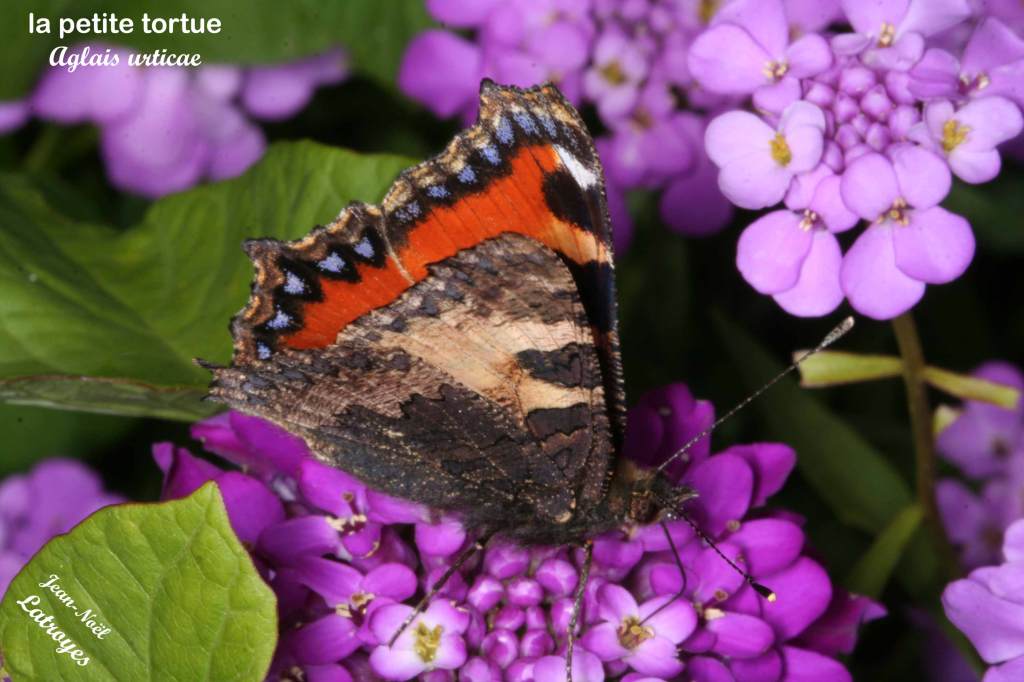 La petite tortue de profil sur Buddleia davidii  - Aglais urticae - Filain (Haute-Saône) - Juin 2021 Photographie Jean-Noël Latroyes www.filain-nature.fr