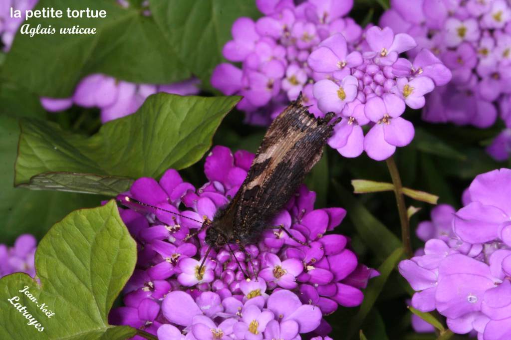 La petite tortue ailes repliées- Aglais urticae sur Buddleia davidii - Filain (Haute-Saône) - Juin 2021 Photographie Jean-Noël Latroyes