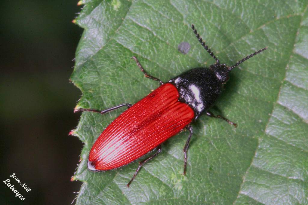 Ampedus sanguineus taupin rouge et noir forêt de Filain Haute-Saône photographie Jean-Noël Latroyes www.filain-nature.fr