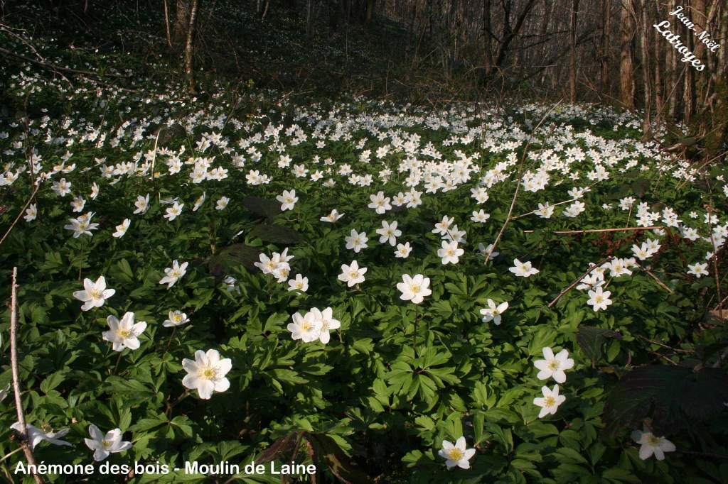 Parterre d'Anémones des bois- Vy-Lès-Filain (Haute-Saône) Photographie Jean-Noël Latroyes www.filain-nature.fr