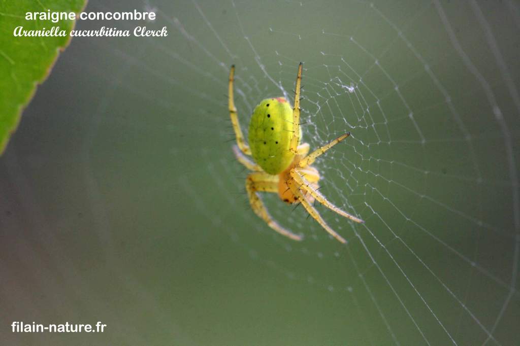 Araignée concombre - Araniella cucurbitina Clerck sur sa toile Filain (Haute-Saône) - Mai 2018 Photographie Jean-Noël Latroyes - www.filain-nature.fr