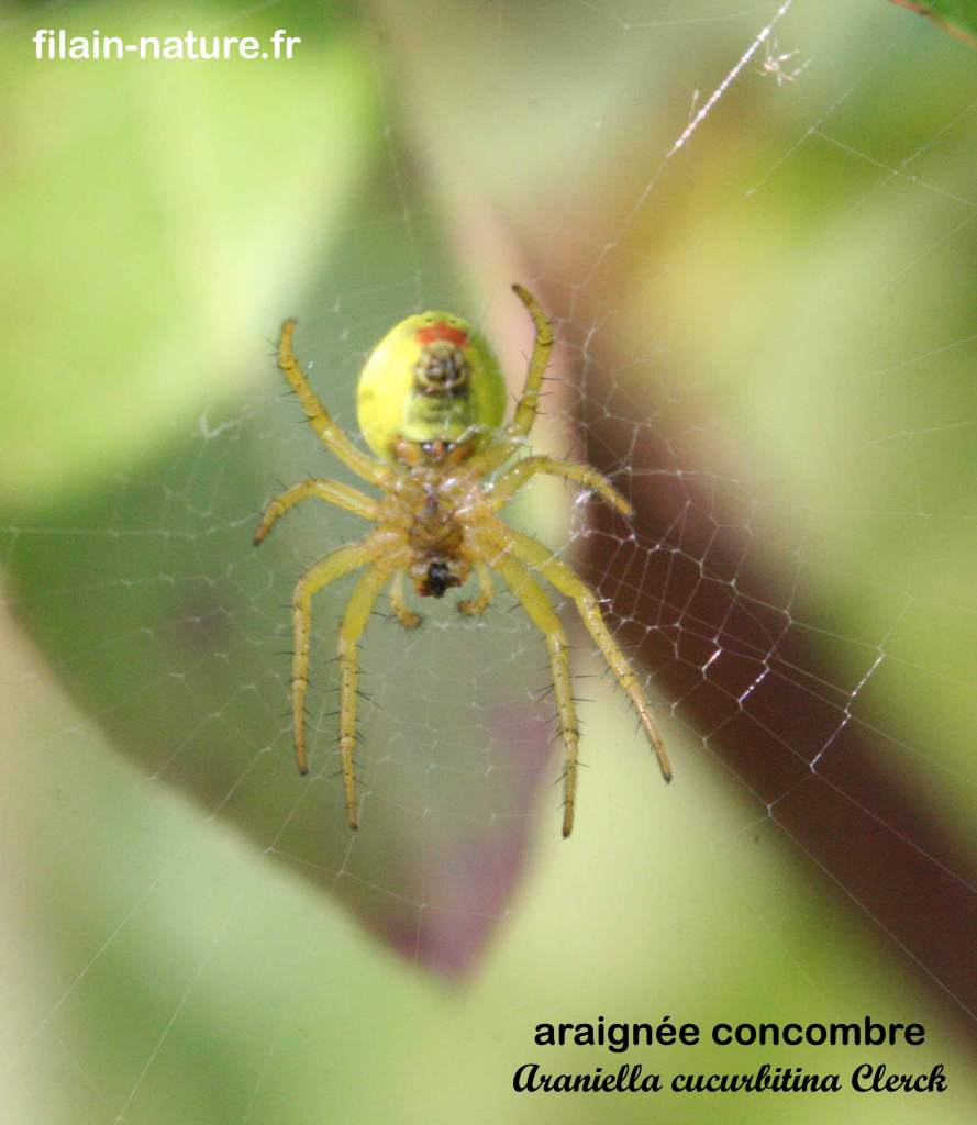 Araignée concombre - Araniella cucurbitina Clerck en attente sur sa toile Filain (Haute-Saône) Mai 2018 - Photographie Jean-Noël Latroyes