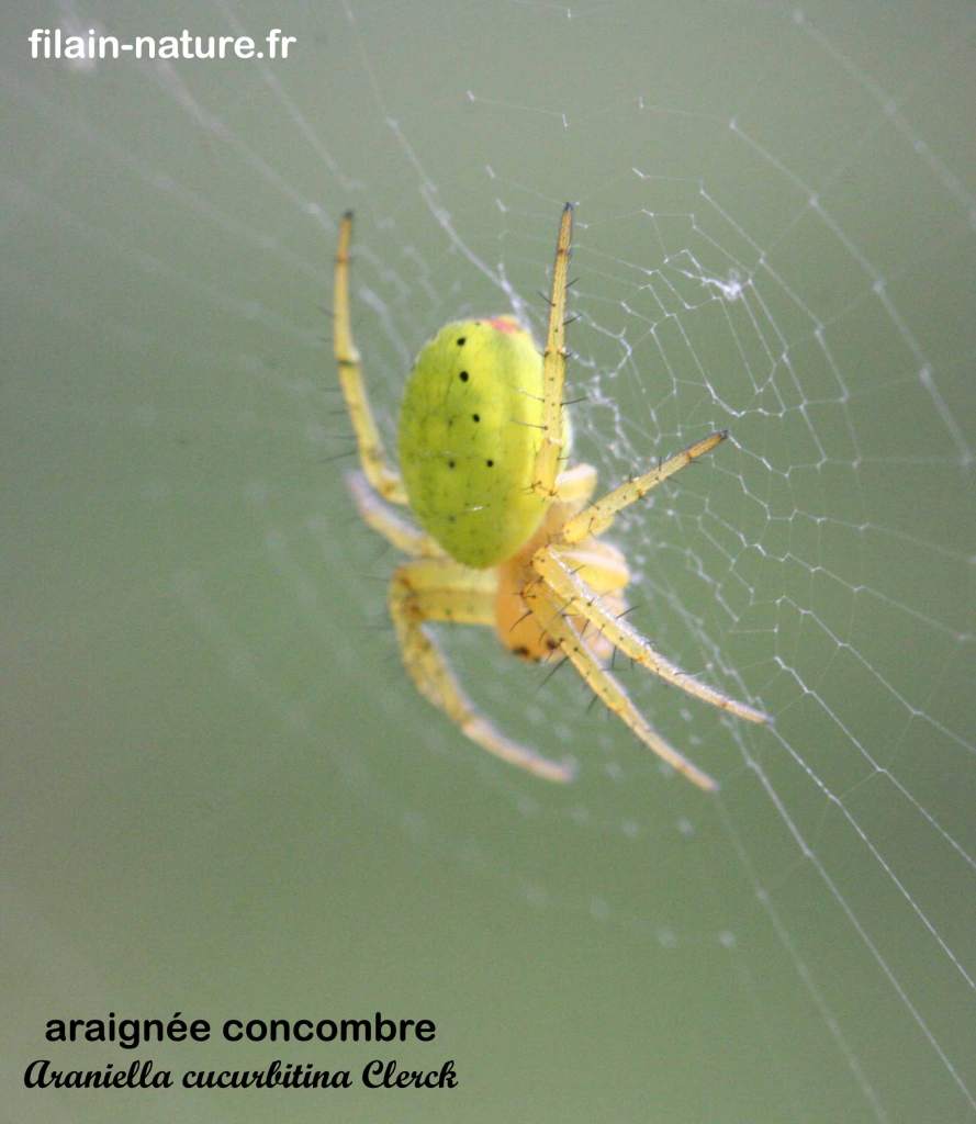 Araignée concombre - Araniella cucurbitina Clerck en attente sur sa toile - Mai 2018 - Filain (Haute-Saône) - Photographie Jean-Noël Latroyes - www.filain-nature.fr