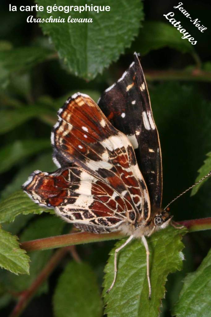 La Carte géographique (Araschnia levana Linné) - au repos ailes fermées - - Génération estivale   - 17 juillet 2018 - Moulin de Laine (Vy-lès-Filain) - Haute-Saône - Photographie Jean-Noël Latroyes - www.filain-nature.fr