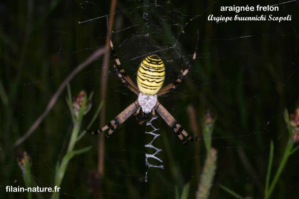 Araignée frelon - Argiope bruennichi Scopoli sur sa toile. 
Filain (Haute-Saône) Août 2017 Photographie Jean-Noël Latroyes www.filain-nature.fr