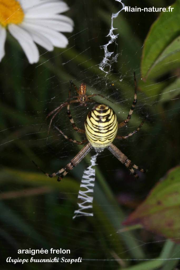 Araignée frelon - Argiope bruennichi Scopoli sur sa toile. On remarquera le Stabilimentum typique de la famille des Cyclosa et des Argiope.  La jeune araignée se tient à proximité de la mère qui veille jalousement dessus. Photographie Jean-Noël Latroyes www.filain-nature.fr