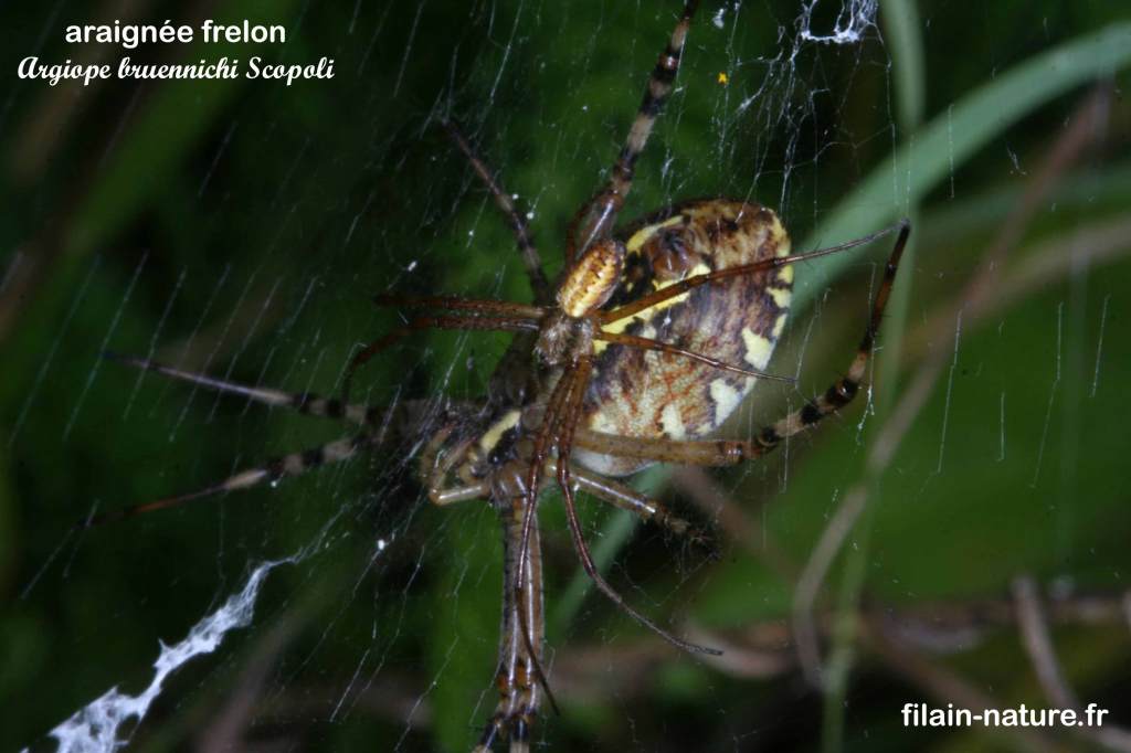 Araignée frelon - Argiope bruennichi Scopoli sur sa toile. On remarquera la jeune araignée se tient à proximité de la mère qui veille jalousement dessus. 
Filain (Haute-Saône) Août 2017 Photographie Jean-Noël Latroyes www.filain-nature.fr