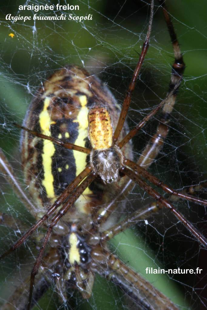 Araignée frelon - Argiope bruennichi Scopoli sur sa toile. On remarquera la jeune araignée se tient à proximité de la mère qui veille jalousement dessus. 
Filain (Haute-Saône) Août 2017 Photographie Jean-Noël Latroyes www.filain-nature.fr