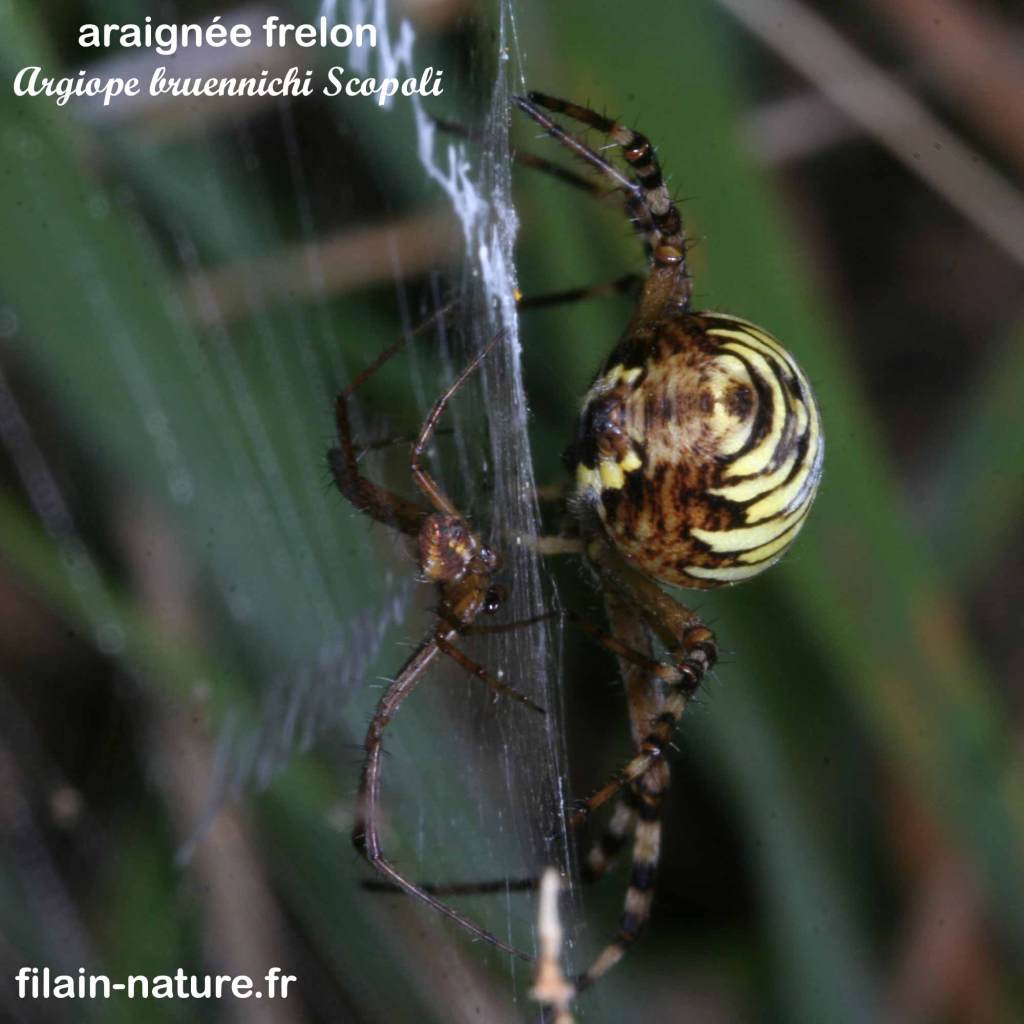 Vue de profil : Araignée frelon - Argiope bruennichi Scopoli sur sa toile. On remarquera la jeune araignée se tient à proximité de la mère qui veille jalousement dessus. 
Filain (Haute-Saône) Août 2017 Photographie Jean-Noël Latroyes www.filain-nature.fr