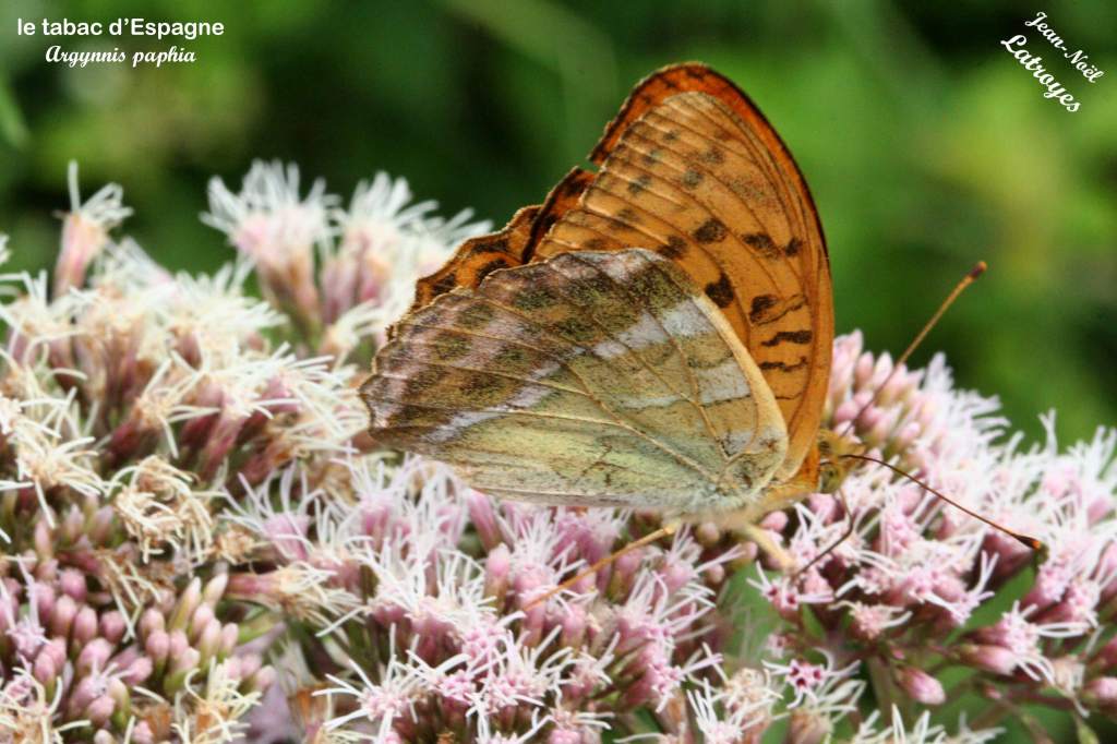 Tabac d'Espagne posé sur Eupatorium - Argynnis paphia - Juillet 2015 - Filain (Haute-Saône) - Photographie Jean-Noël Latroyes - www.filain-nature.fr