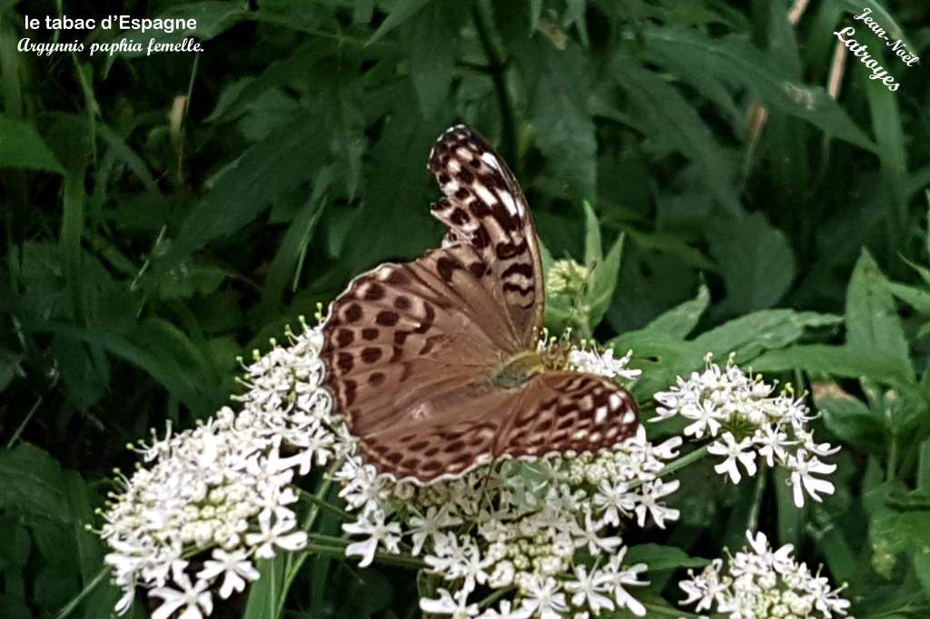 Tabac d'Espagne femelle posé sur ombellifère - Argynnis paphia - Juillet 2015 - Filain (Haute-Saône) - Photographie Jean-Noël Latroyes - www.filain-nature.fr