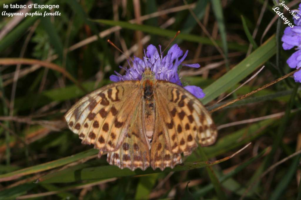 Tabac d'Espagne femelle posé sur centaurée - Argynnis paphia - Juillet 2015 - Filain (Haute-Saône) - Photographie Jean-Noël Latroyes - www.filain-nature.fr