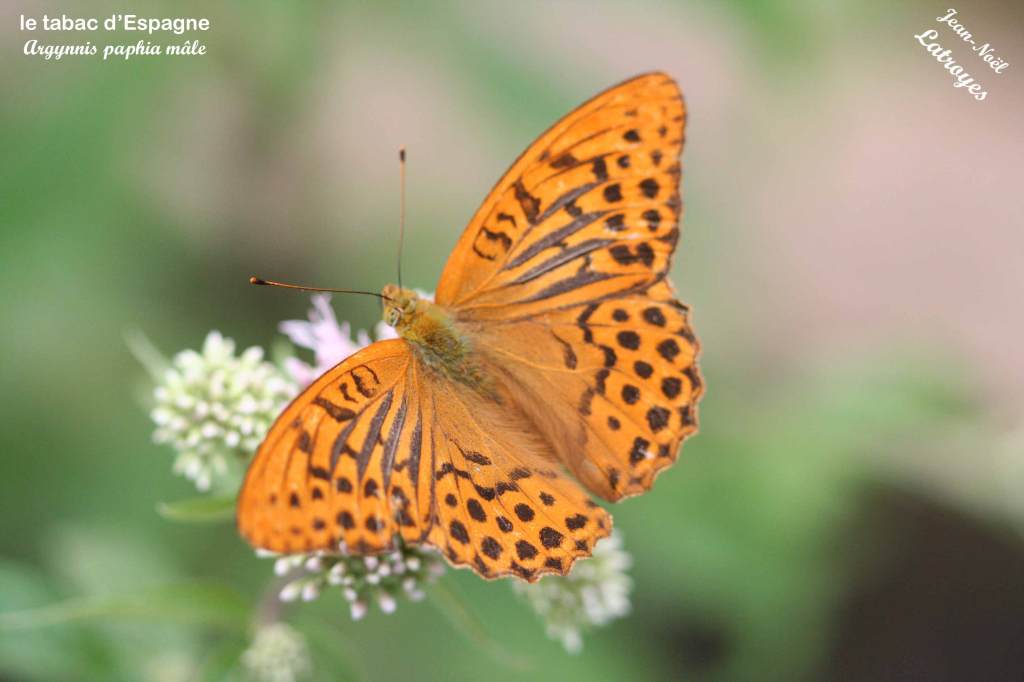 Tabac d'Espagne mâle posé - Argynnis paphia - Juillet 2015 - Filain (Haute-Saône) - Photographie Jean-Noël Latroyes - www.filain-nature.fr