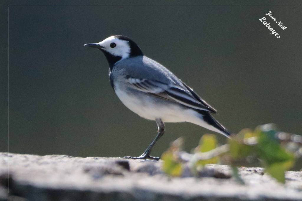 Bergeronnette grise posée - Motacilla alba - Photographie Jean-Noël Latroyes - Filain - Haute-Saône - www.filain-nature.fr