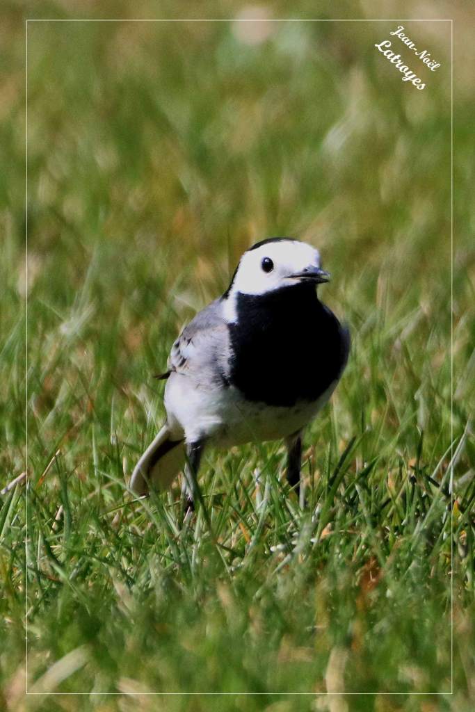 Bergeronnette grise posée - Motacilla alba - Photographie Jean-Noël Latroyes - Filain - Haute-Saône - www.filain-nature.fr