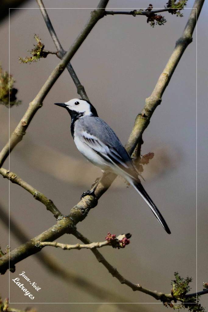 Bergeronnette grise posée - Motacilla alba - Photographie Jean-Noël Latroyes - Filain - Haute-Saône - www.filain-nature.fr