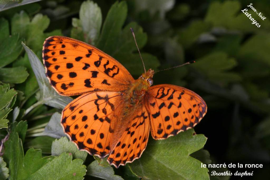 Nacré de la ronce - Brenthis daphne - Filain (Haute-Saône) - 29 mai 2022
 Photographie Jean-Noël Latroyes - www.filain-nature.fr