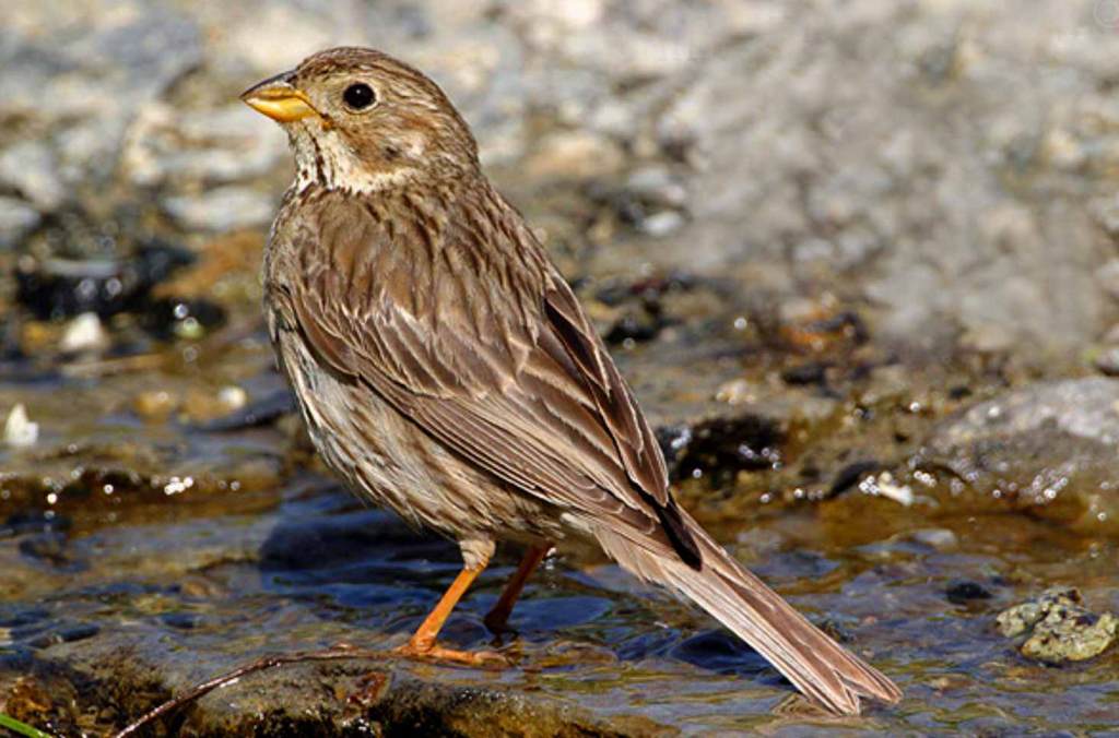Bruant proyer - Emberiza calandra - dans la Filaine - Filain (Haute-Saône) - www.filain-nature.fr