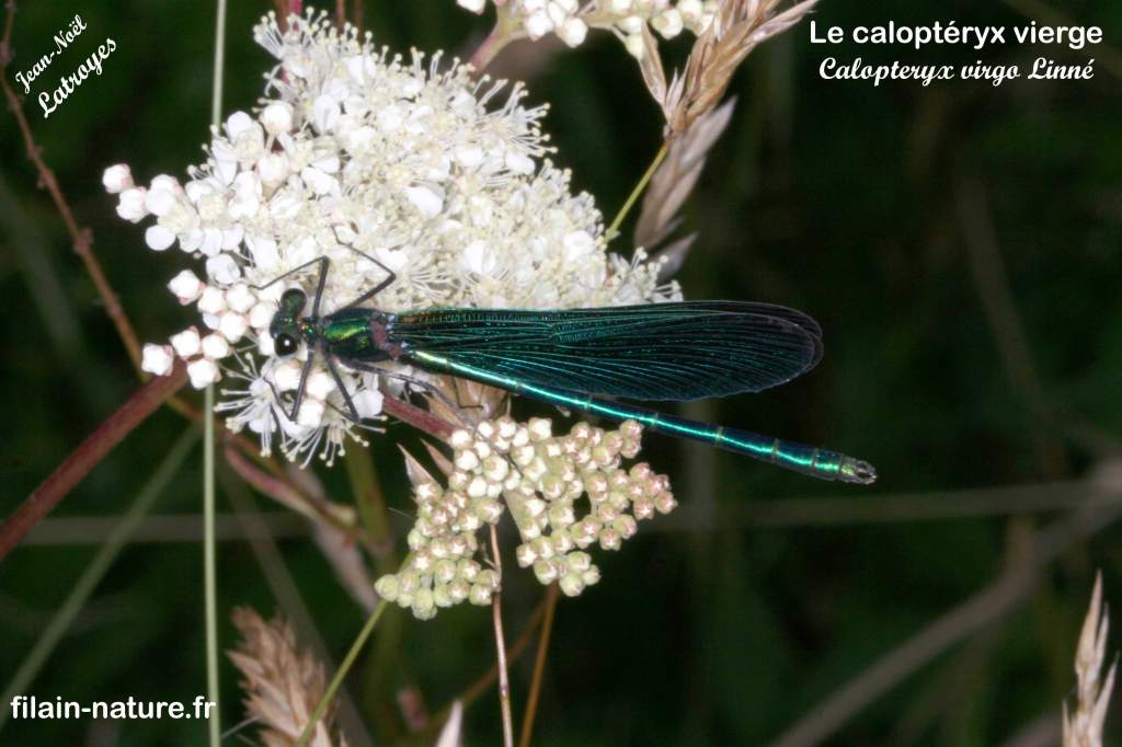 Le Caloptéryx vierge (mâle) sur ombellifère. Vy-lès-Filain (Haute-Saône) - Photographie Jean-Noël Latroyes mai 2021 www.filain-nature.fr