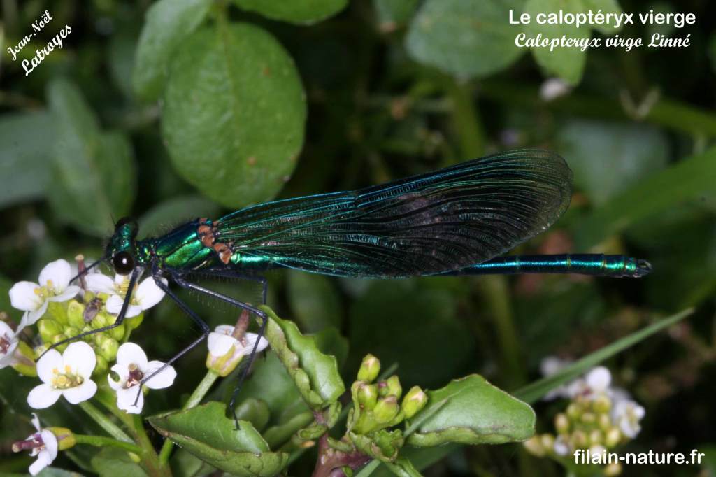Le Caloptéryx vierge (mâle) sur cardamine Vy-lès-Filain (Haute-Saône)
 Photographie Jean-Noël Latroyes mai 2021 - www.filain-nature.fr