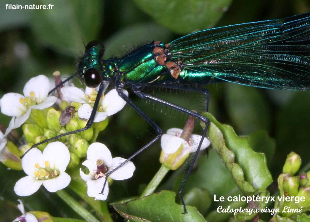 Le Caloptéryx vierge (mâle) Vy-lès-Filain (Haute-Saône) - Détail tête et thorax - Photographie Jean-Noël Latroyes mai 2021 - www.Filain-nature.r