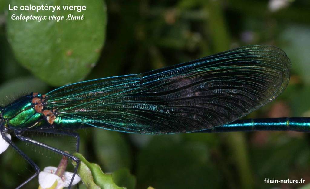 Le Caloptéryx vierge (mâle) Vy-lès-Filain (Haute-Saône) - Détail de l'aile - Photographie Jean-Noël Latroyes - mai 2021 - www.filain-nature.fr