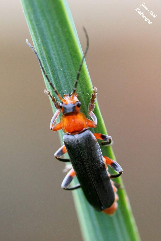 Cantharis pellucida Fabricius - Cantharidae - Filain (Haute-Saône) -
Photographie Jean-Noël Latroyes - www.filain-nature.fr