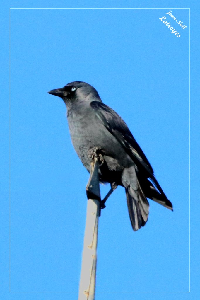 Choucas des tours - Coloeus monedula - sur une cheminée du château - Photographie Jean-Noël Latroyes - www.filain-nature.fr