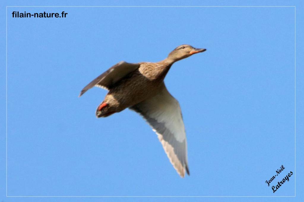Canard colvert femelle en vol au-dessus de Filain (Haute-Saône) Anas platyrhynchos - Photographie Jean-Noël Latroyes - Filain - Haute-Saône www.filain-nature.fr