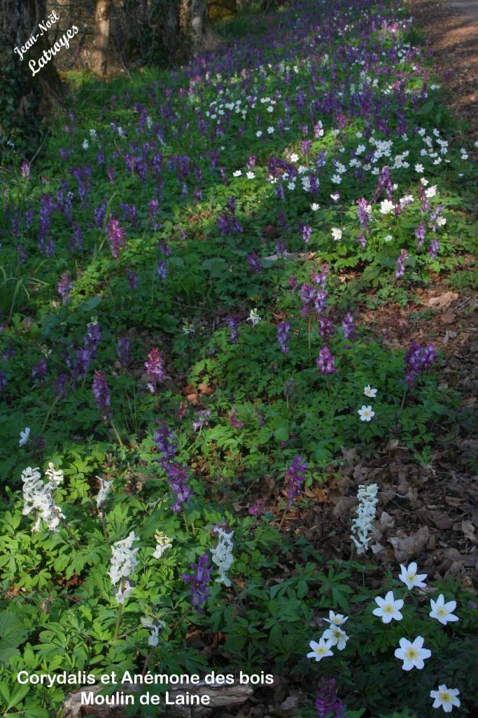 Corydalis et anémones des bois - Vy-lès-Filain (Haute-Saône) Photographie Jean-Noël Latroyes www.filain-nature.fr